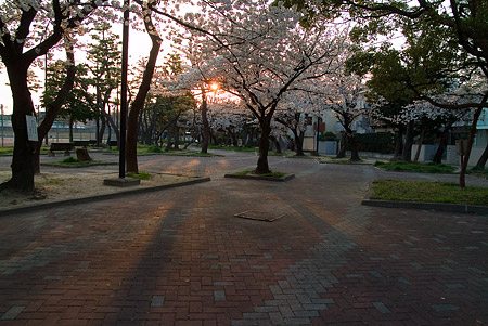 山崎川桜-9