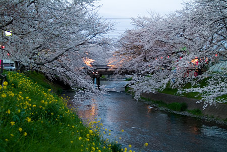 五条川桜1-13