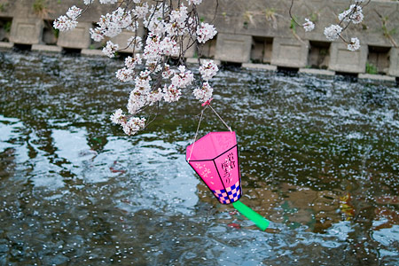 五条川桜2-12
