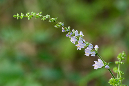 海上の森花編-2