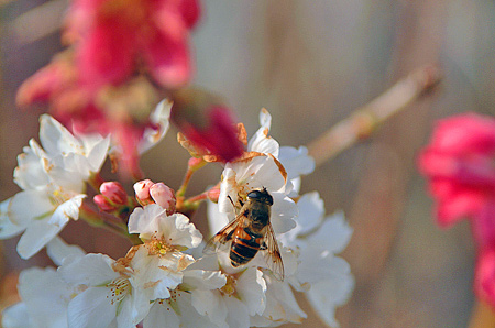 桜にミツバチ