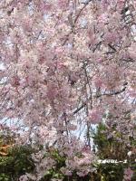 P1140570嵐山の桜